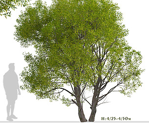 Set of Salix Fragilis Trees (Crack willow)