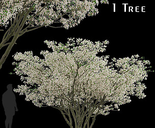 Amelanchier Lamarckii Tree (Juneberry) (1 Tree)