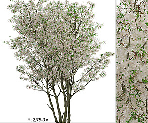 Set of Amelanchier Lamarckii Trees (Juneberry)
