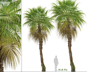 Set of Chinese Fan Palm Trees ( Livistona )