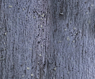 Tree Bark 6 - 8K ST (5 variations)