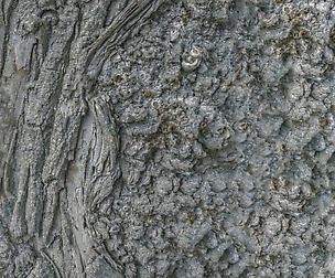 Tree Bark 7 - 8K ST (5 variations)