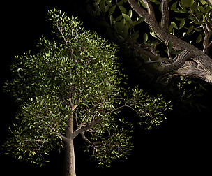 tree001