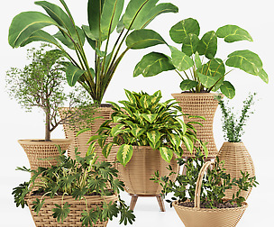INDOOR PLANT001