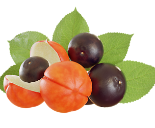Guarana fruit