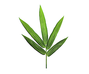 Bamboo leaf
