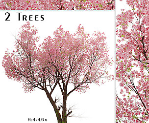 Sakura Tree (Cherry Blossom or Prunus Cerasus)