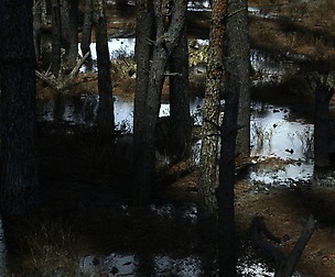 8K Pine Forest 28 assets pack | LOD | 32\16 bit