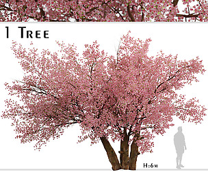Sakura Tree ( Cherry Blossom or Prunus Cerasus )