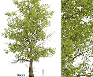 American Sycamore Tree (Platanus Occidentalis)