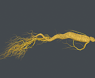 Ginseng root