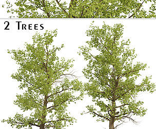 American Sycamore Tree (Platanus Occidentalis)