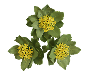 Rhodiola rosea