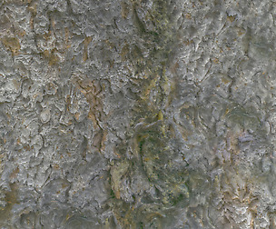 Tree Bark 8 - 8K ST (5 variations)