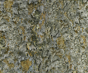 Tree Bark 9 - 8K ST (5 variations)