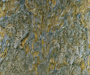 Tree Bark 10 - 8K ST (5 variations)