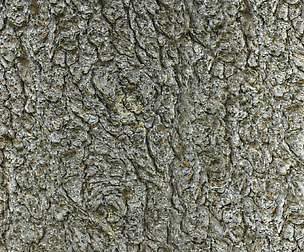 Tree Bark 14 - 8K ST (5 variations)