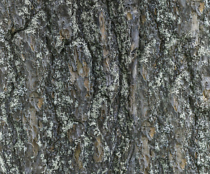 Tree Bark 15 - 8K ST (5 variations)