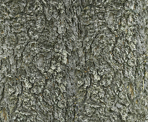 Tree Bark 16 - 8K ST (5 variations)