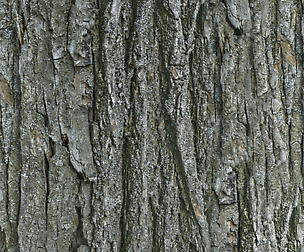 Tree Bark 18 - 8K ST (5 variations)