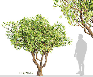 Set of Olive Trees (Olea Europaea) (2 Trees)