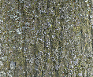 Tree Bark 19 - 8K ST (5 variations)