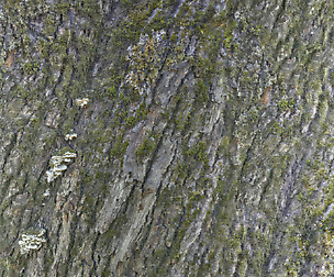 Tree Bark 20 - 8K ST (5 variations)