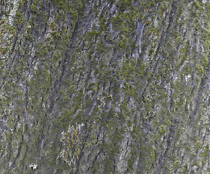 Tree Bark 21 - 8K ST (5 variations)