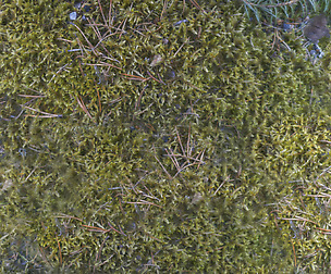 Undergrowth - 8K ST (5 variations)