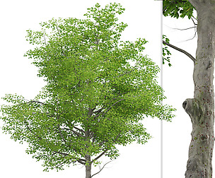 American Beech Tree ( Fagus grandifolia) (1 Tree)