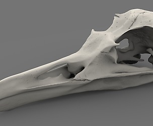 Realistic bird skull v1