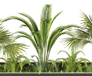 Plants collection 7