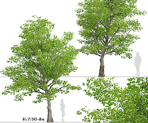 American Beech Tree (Fagus grandifolia) (2 Trees)