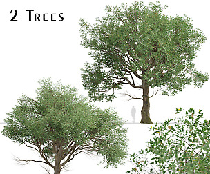 Set of American Elm Trees (Ulmus Americana)