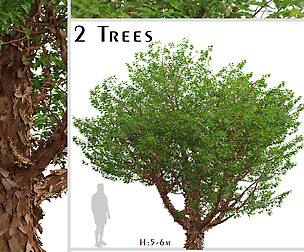 Set of Paperbark Maple Trees (Acer Griseum)