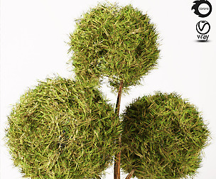 topiary plant