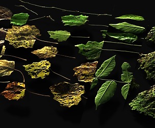 36 Foliage types-32\16 bit 6K atlases-325 textures