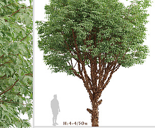 Set of Paperbark Maple Trees (Acer Griseum)