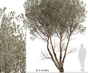 Set of Acacia Aneura Trees (True Mulga) (2 Trees)