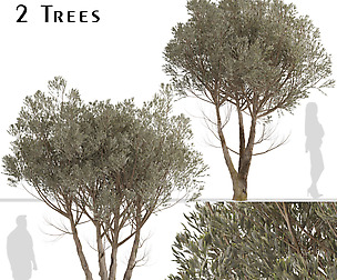 Set of Acacia Aneura Trees (True Mulga) (2 Trees)