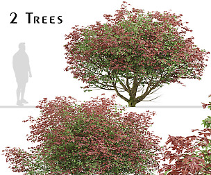 Set of Acer Japonicum Vitifolium Trees (  Maple )