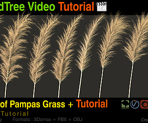8 Type of Pampass grass + Video tutorial