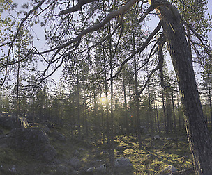 Nature HDRI - Forest Glade