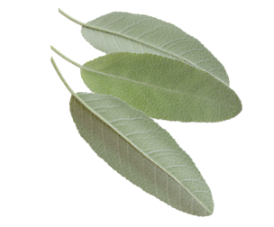 Sage leafs