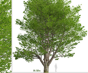 White ash Tree (Fraxinus americana) (1 Tree)