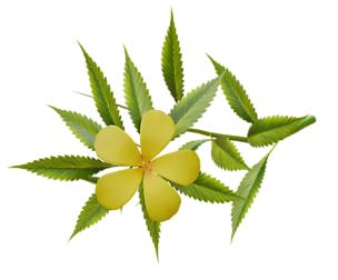 Damiana flower