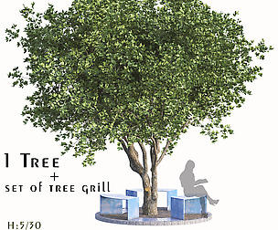 Set of Cinnamomum Camphora with tree grill