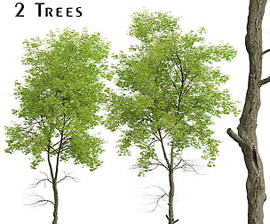 Set of White ash Trees (Fraxinus americana)