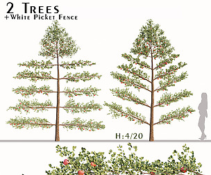 Set of Apple Trees and White Picket Fence