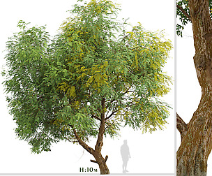 Chinese Elm Tree (Ulmus parvifolia) (1 Tree)